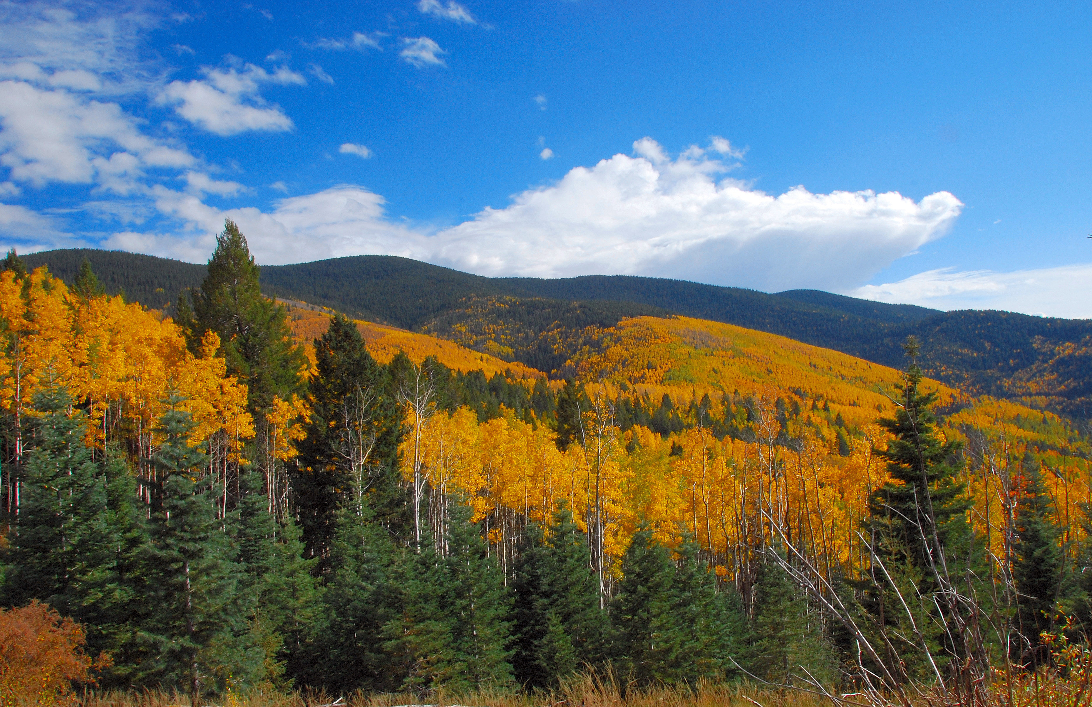 New Mexico forest landscape